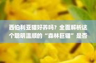 西伯利亚猫好养吗？全面解析这个聪明温顺的“森林巨猫”是否适合你家！
