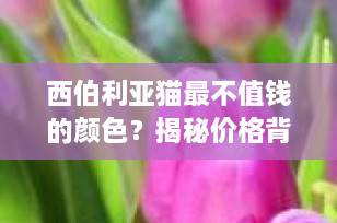 西伯利亚猫最不值钱的颜色？揭秘价格背后的真相，别再被误导了！