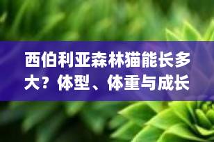 西伯利亚森林猫能长多大？体型、体重与成长周期全解析