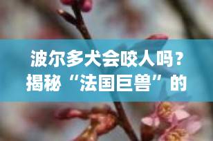 波尔多犬会咬人吗？揭秘“法国巨兽”的真实性格与安全养犬指南