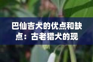 巴仙吉犬的优点和缺点：古老猎犬的现代家庭生活指南
