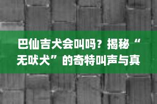 巴仙吉犬会叫吗？揭秘“无吠犬”的奇特叫声与真实声音世界