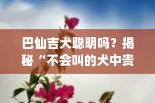 巴仙吉犬聪明吗？揭秘“不会叫的犬中贵族”智商真相！