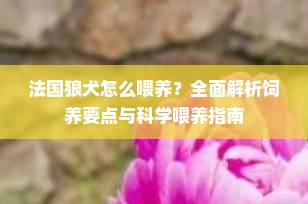 法国狼犬怎么喂养？全面解析饲养要点与科学喂养指南