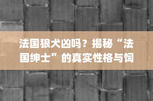 法国狼犬凶吗？揭秘“法国绅士”的真实性格与饲养真相
