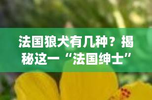 法国狼犬有几种？揭秘这一“法国绅士”犬种的毛色与类型