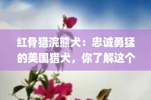 红骨猎浣熊犬：忠诚勇猛的美国猎犬，你了解这个独特的犬种吗？