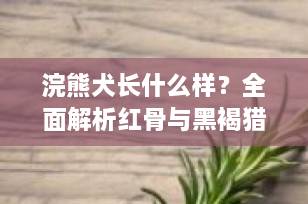 浣熊犬长什么样？全面解析红骨与黑褐猎浣熊犬的外貌特征