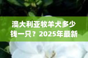 澳大利亚牧羊犬多少钱一只？2025年最新价格行情与饲养全攻略