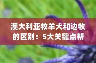澳大利亚牧羊犬和边牧的区别：5大关键点帮你轻松分辨（附饲养建议）