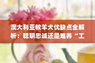 澳大利亚牧羊犬优缺点全解析：聪明忠诚还是难养“工作狂”？看完再决定养不养！