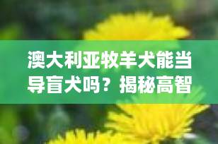 澳大利亚牧羊犬能当导盲犬吗？揭秘高智商工作犬的“导盲潜力”