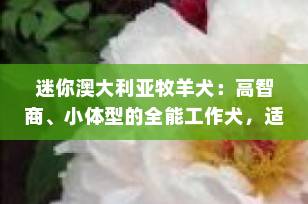 迷你澳大利亚牧羊犬：高智商、小体型的全能工作犬，适合家庭饲养吗？
