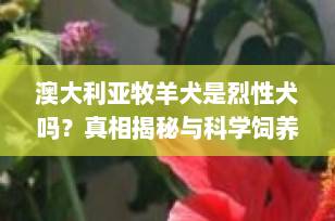 澳大利亚牧羊犬是烈性犬吗？真相揭秘与科学饲养指南