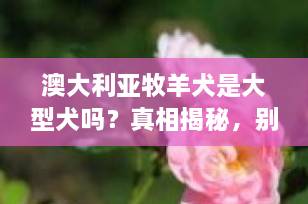 澳大利亚牧羊犬是大型犬吗？真相揭秘，别再被名字误导了！