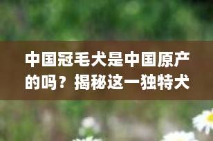 中国冠毛犬是中国原产的吗？揭秘这一独特犬种的起源与现状