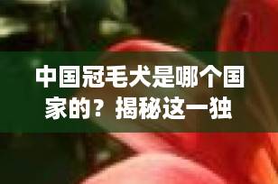 中国冠毛犬是哪个国家的？揭秘这一独特犬种的起源与魅力
