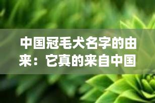 中国冠毛犬名字的由来：它真的来自中国吗？揭秘命名背后的文化误解与历史谜团