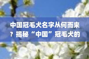 中国冠毛犬名字从何而来？揭秘“中国”冠毛犬的命名真相