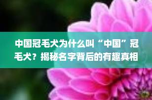 中国冠毛犬为什么叫“中国”冠毛犬？揭秘名字背后的有趣真相