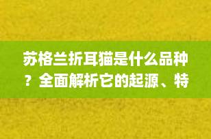 苏格兰折耳猫是什么品种？全面解析它的起源、特征与养护知识