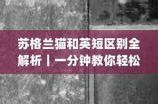 苏格兰猫和英短区别全解析｜一分钟教你轻松分辨两只“圆脸萌猫”