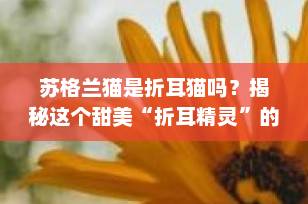 苏格兰猫是折耳猫吗？揭秘这个甜美“折耳精灵”的真实身份