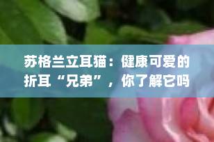 苏格兰立耳猫：健康可爱的折耳“兄弟”，你了解它吗？