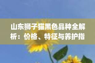 山东狮子猫黑色品种全解析：价格、特征与养护指南（2025最新）