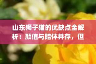 山东狮子猫的优缺点全解析：颜值与陪伴并存，但这些坑你必须知道！