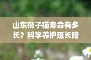 山东狮子猫寿命有多长？科学养护延长陪伴的秘诀全解析