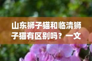 山东狮子猫和临清狮子猫有区别吗？一文读懂中国名贵长毛猫的真相