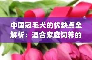 中国冠毛犬的优缺点全解析：适合家庭饲养的稀有玩赏犬？看完再决定！