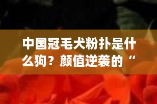 中国冠毛犬粉扑是什么狗？颜值逆袭的“小粉扑”，你了解多少？