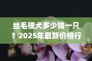丝毛梗犬多少钱一只？2025年最新价格行情与饲养指南