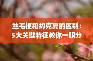 丝毛梗和约克夏的区别：5大关键特征教你一眼分辨两种“神似”萌犬