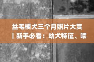 丝毛梗犬三个月照片大赏｜新手必看：幼犬特征、喂养与护理全攻略