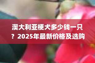 澳大利亚梗犬多少钱一只？2025年最新价格及选购全攻略