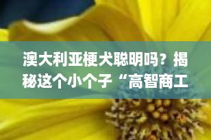 澳大利亚梗犬聪明吗？揭秘这个小个子“高智商工作犬”的真实一面！