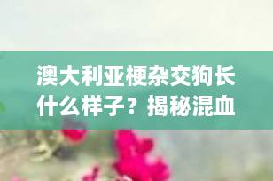 澳大利亚梗杂交狗长什么样子？揭秘混血后代的外貌特征与性格魅力