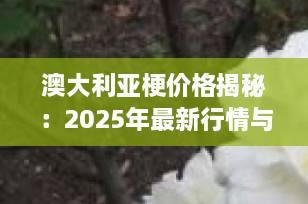 澳大利亚梗价格揭秘：2025年最新行情与选购全攻略