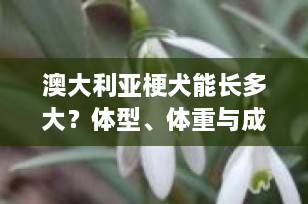 澳大利亚梗犬能长多大？体型、体重与成长全解析（2025最新指南）