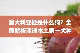 澳大利亚梗是什么狗？全面解析澳洲本土第一犬种的起源、性格与养护