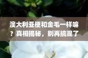 澳大利亚梗和金毛一样嘛？真相揭秘，别再搞混了！