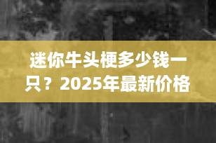 迷你牛头梗多少钱一只？2025年最新价格行情与饲养全解析