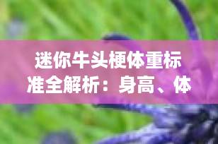 迷你牛头梗体重标准全解析：身高、体重、体型与健康指南（2025最新版）