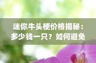 迷你牛头梗价格揭秘：多少钱一只？如何避免踩坑？（2025最新指南）