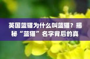 英国蓝猫为什么叫蓝猫？揭秘“蓝猫”名字背后的真相！
