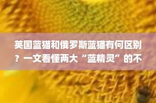 英国蓝猫和俄罗斯蓝猫有何区别？一文看懂两大“蓝精灵”的不同之处