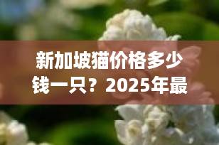 新加坡猫价格多少钱一只？2025年最新行情与购买指南（附避坑攻略）